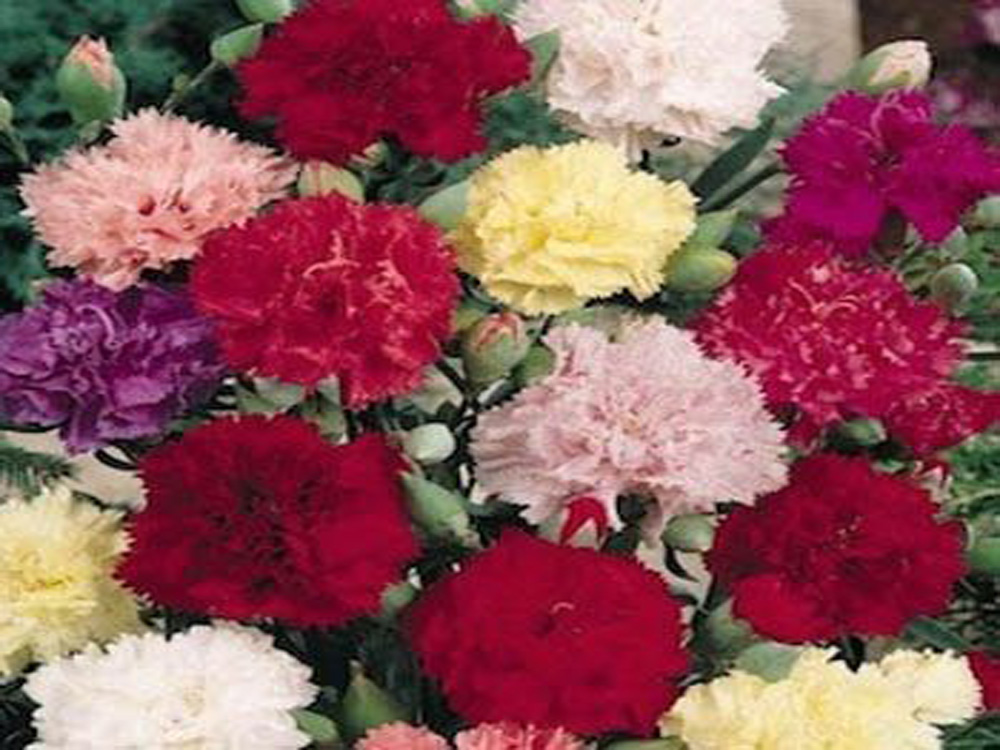 Carnation Giant Chabaud - Living Colour Plants