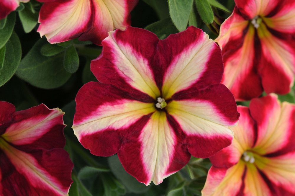 Petunia Cha Ching Cherry Living Colour Plants